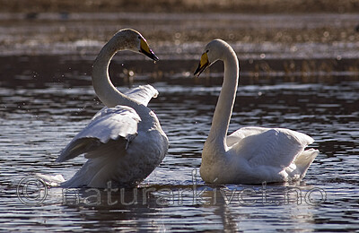 bb 06 0017 / Cygnus cygnus / Sangsvane